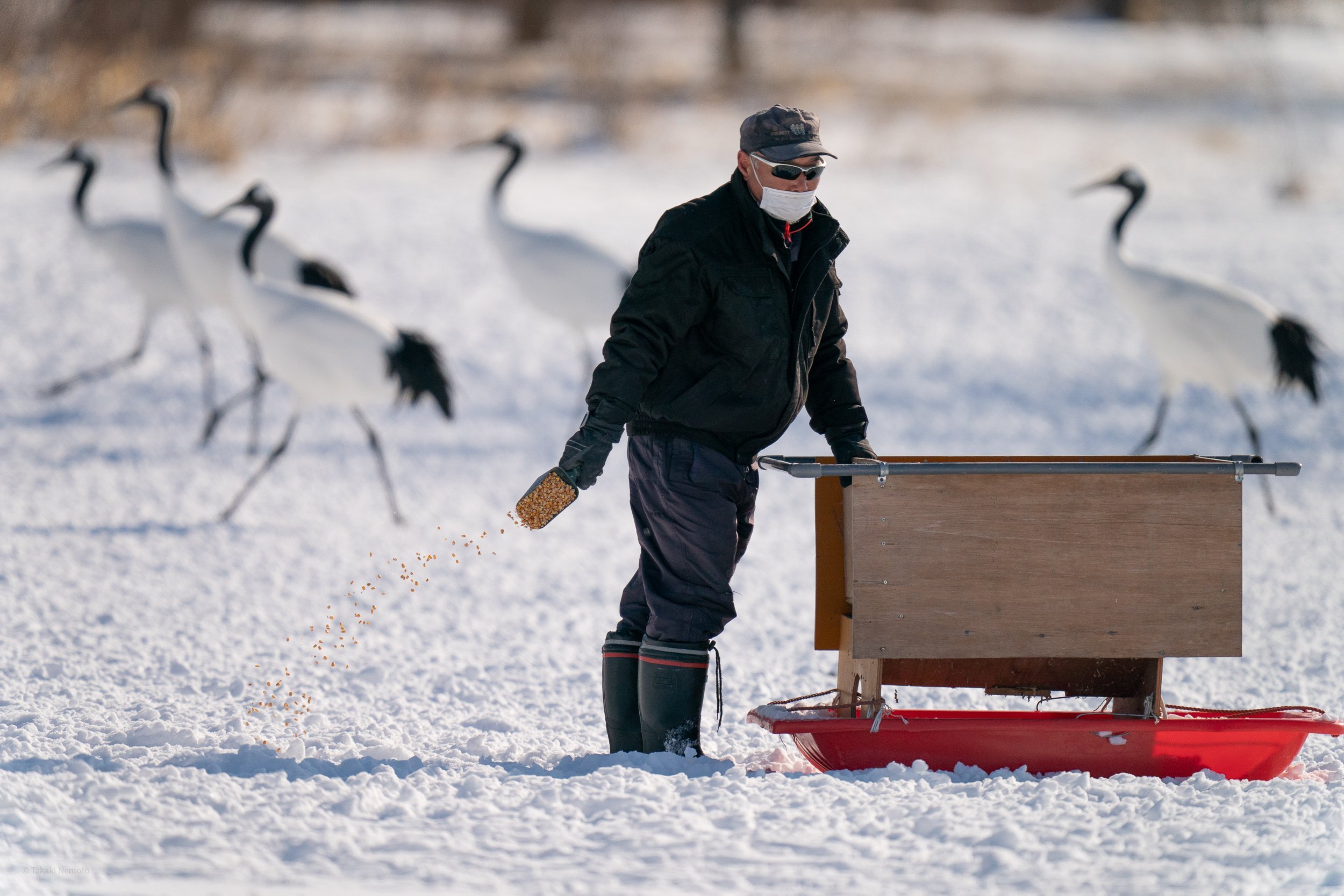 🦢 일본 야조회 츠루이·이토 두루미 보호구역 (니혼야초노카이 츠루이·이토 탄초 생추어리) 이미지 4